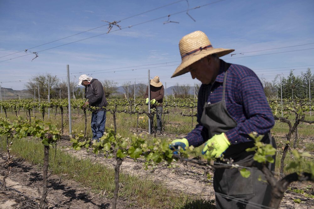 Workers prune grape vines in a vineyard at the Concha y Toro SA Research and Innovation Center in Pencahue, Maule regio, Chile, on Wednesday, Oct. 9, 2019. Concha y Toro, Chile's top wine producer, has radically overhauled its growing methods — implementing more efficient irrigation systems and using advanced biochemistry to create new varieties of grapes — and has started planting fields hundreds of miles south of its main installations near Santiago, the capital city. Photographer: Tamara Merino/Bloomberg Workers prune grape vines in a vineyard at the Concha y Toro SA Research and Innovation Center in Pencahue, Maule regio, Chile, on Wednesday, Oct. 9, 2019. Concha y Toro, Chile's top wine producer, has radically overhauled its growing methods — implementing more efficient irrigation systems and using advanced biochemistry to create new varieties of grapes — and has started planting fields hundreds of miles south of its main installations near Santiago, the capital city. Photographer: Tamara Merino/Bloomberg